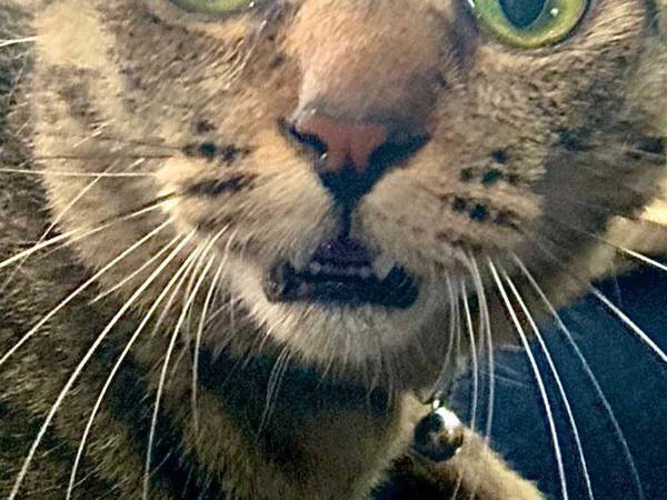 猫「裏切ったのか…！？」　動物病院だと分かった瞬間、猫の表情に笑う