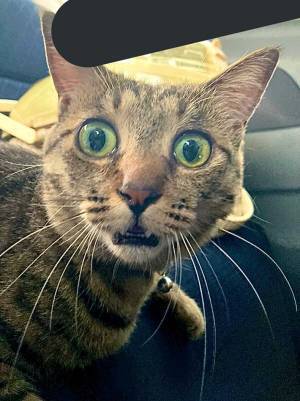 猫「裏切ったのか…！？」　動物病院だと分かった瞬間、猫の表情に笑う