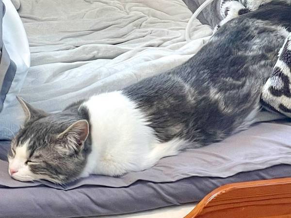 やはり猫は『液体』だった…！？　ダンボールから漏れ出す姿にクスッ