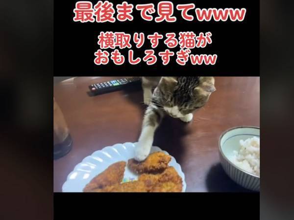 飼い主のおかずを食べようとする猫　攻防戦に「リズム感が絶妙」「電車で吹いた」