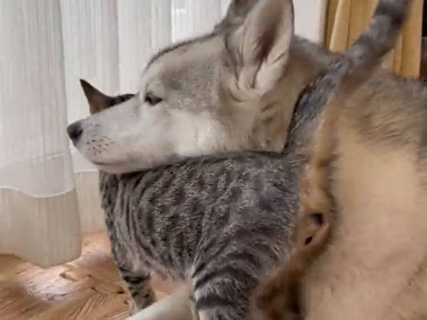 窓際でくつろぐシベリアンハスキー　そこに猫がやってきて？