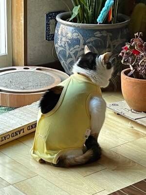 猫にペット用ウェアを着せた結果？　「見れば見るほど笑いが止まらない」