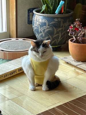 猫にペット用ウェアを着せた結果？　「見れば見るほど笑いが止まらない」