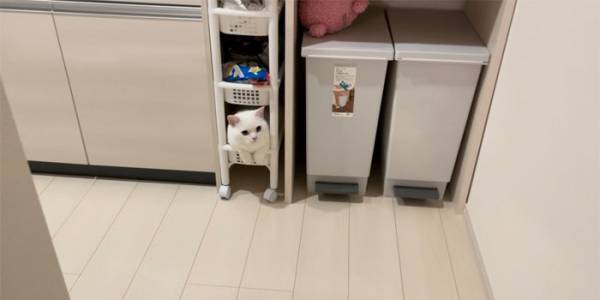 細長い３段ラックの一番下にものを置かない理由が「風景に溶け込んでる」