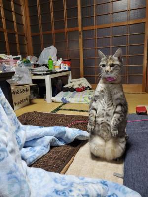 何か違う　野良猫に対して警戒のポーズをとる家猫、しかし？