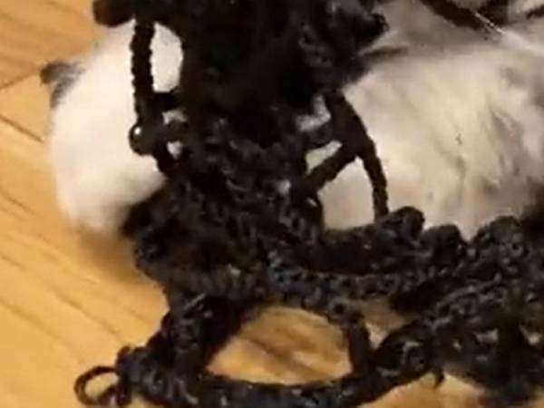 階段からペットが落ちないようにネットを張る作業が進まない理由に「仕方ない」