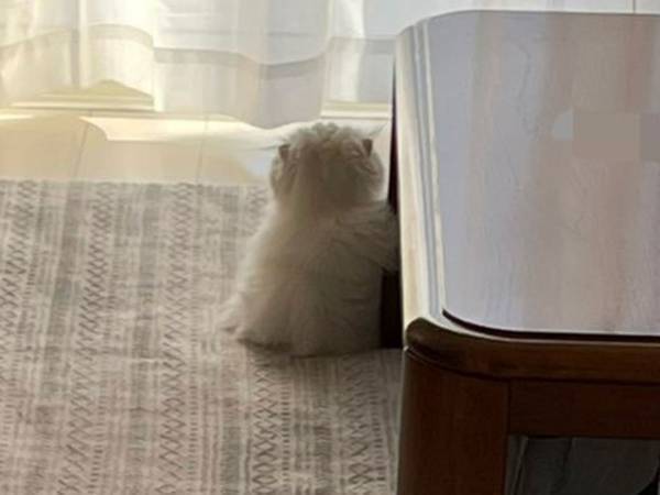 雪だるまのような猫の後ろ姿　かわいすぎて、大変だ！