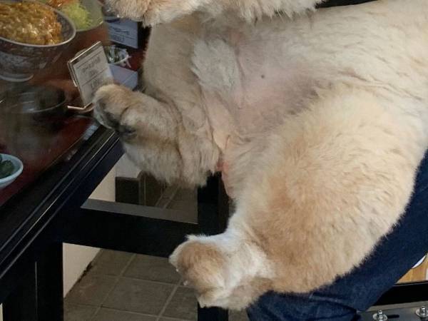 「ぬいぐるみにしか見えない」　飼い主に抱っこされる犬が、どう見ても…