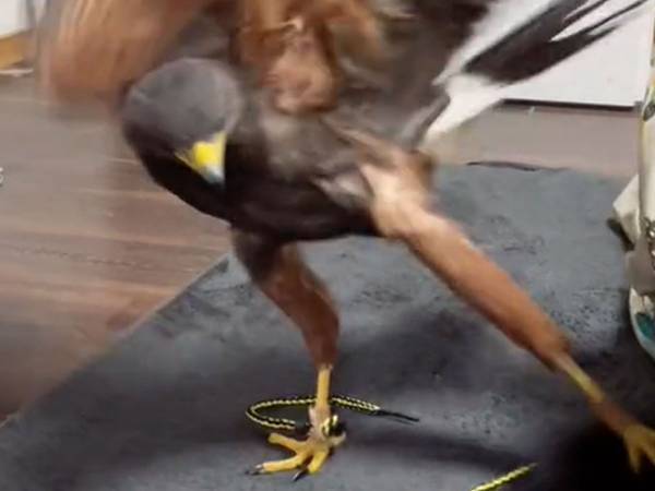 こたつの中で獲物を発見したハリスホーク　その正体に「共存できるんだ」