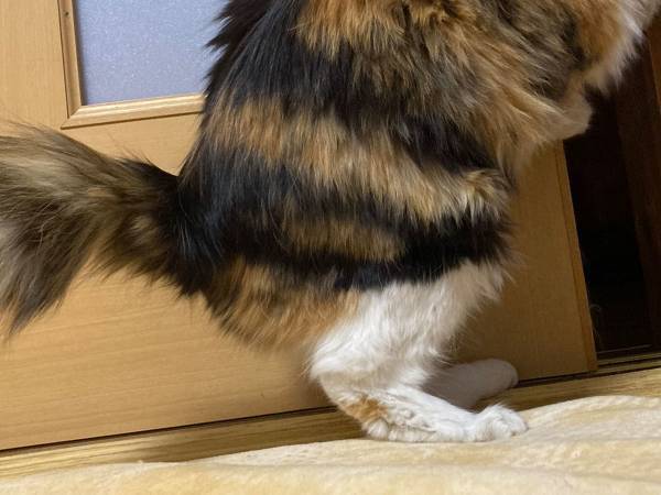 「絶対に人が入ってる」「笑った」　ドアを開ける猫の姿にツッコミ続出！