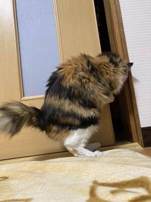 「絶対に人が入ってる」「笑った」　ドアを開ける猫の姿にツッコミ続出！