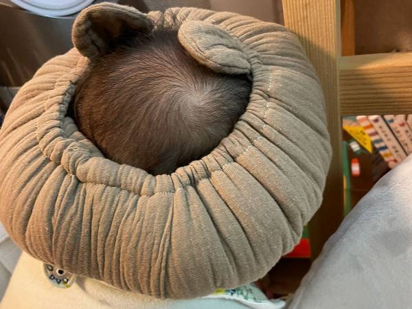 「嫌がらずかぶってくれているけれど…」　親が気になる、その『見た目』