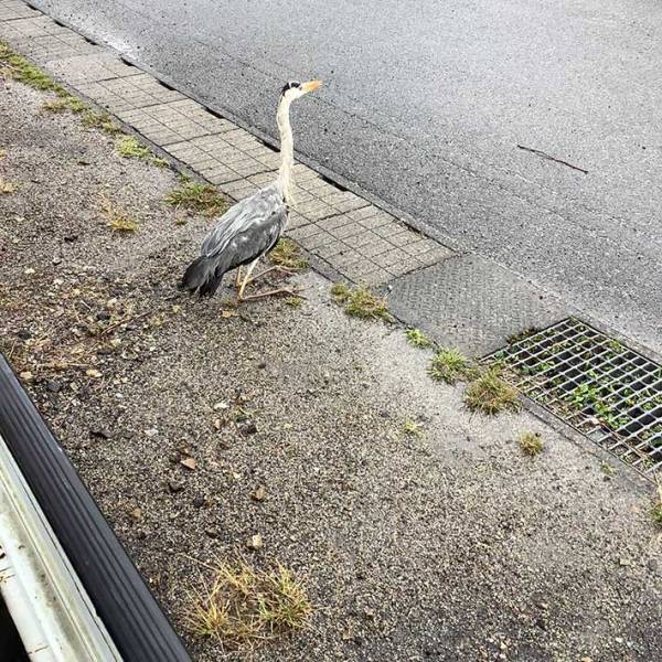 「もう帰ってくれませんか」　いつの間にか車に乗り込んでいたのは…？