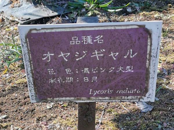 花の品種名をよく見ると…？　「名前、軽ッ！」「これは笑う」