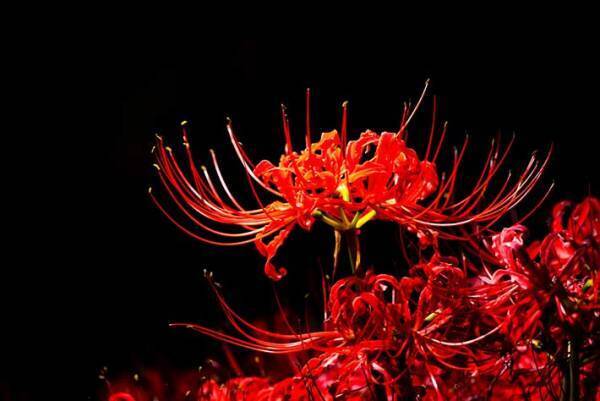 花の品種名をよく見ると…？　「名前、軽ッ！」「これは笑う」