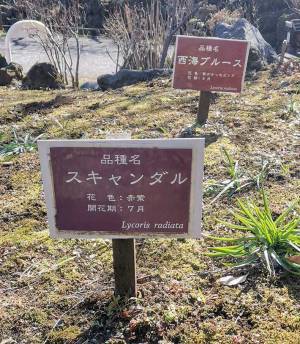 花の品種名をよく見ると…？　「名前、軽ッ！」「これは笑う」