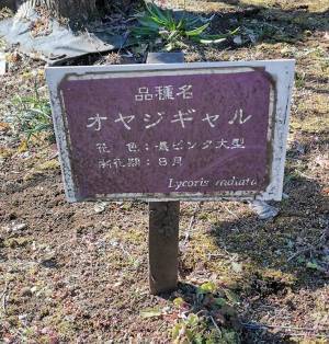 花の品種名をよく見ると…？　「名前、軽ッ！」「これは笑う」