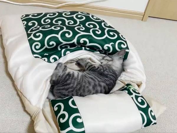 飼い主「興奮しすぎて大はしゃぎ」　子猫たちに布団をプレゼント　すると？