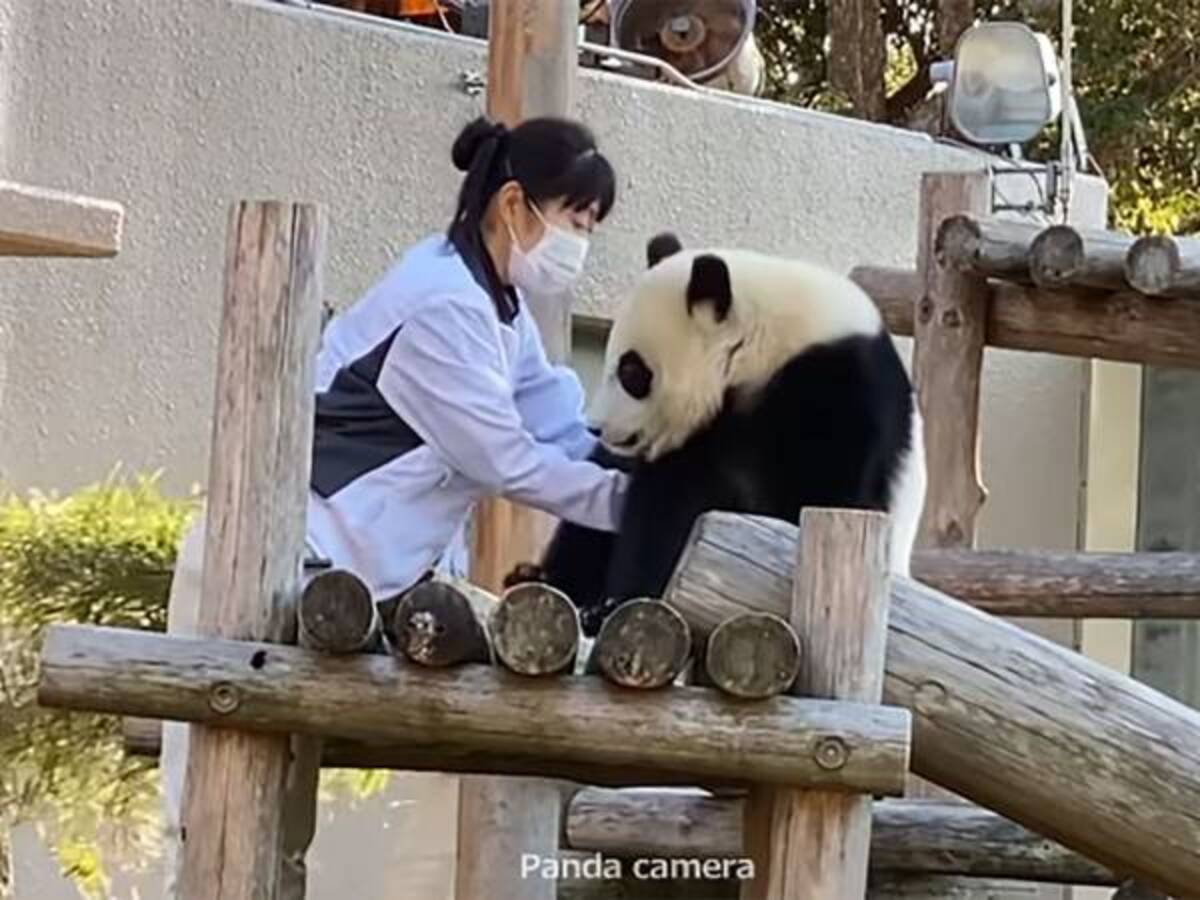 仕事の疲れが吹っ飛ぶ 子パンダと飼育員のやり取りがかわいすぎる 22年1月27日 ウーマンエキサイト 1 2