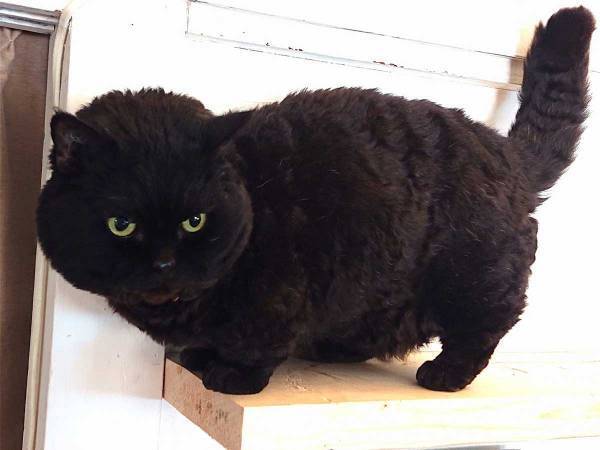 「初めて見た」「なんて猫種？」　ぬいぐるみのような猫、にゃむくんがかわいい