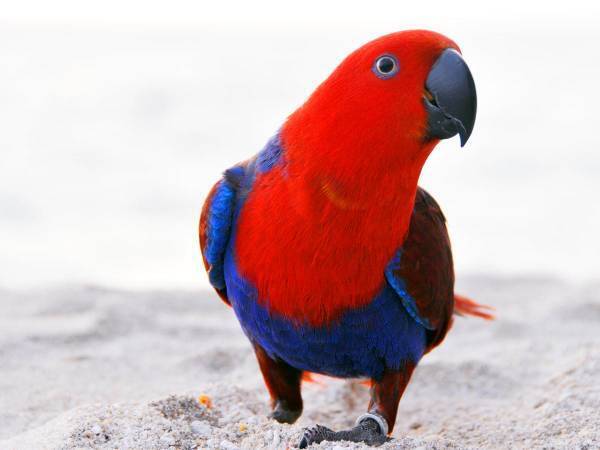 インコが歌う『あの曲』に世界中の人たちが反応！　「オリジナルより好き」