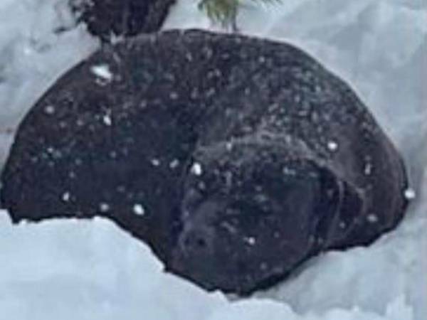 雪の中でうずくまっていた犬　実はその犬は…？　「嬉し涙があふれた」