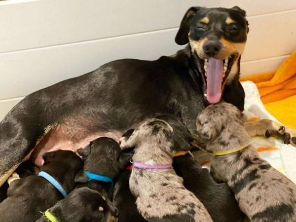 妊娠中の野良犬を保護したら　生まれた子犬の数にびっくり　「よく頑張ったね」