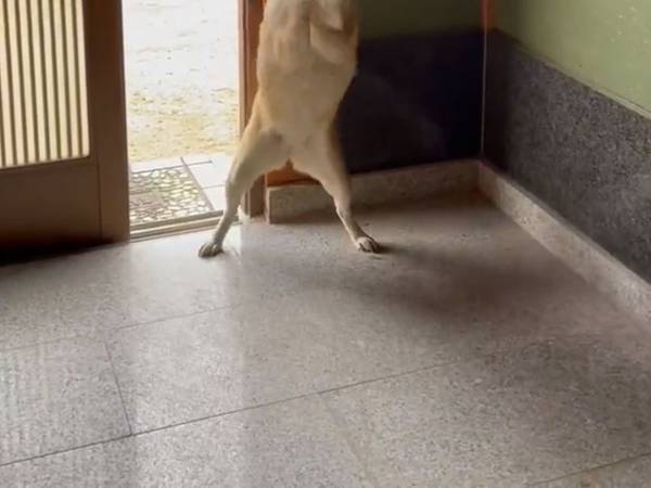 玄関に入ってきた犬の姿に「笑った」「ノリノリすぎる」