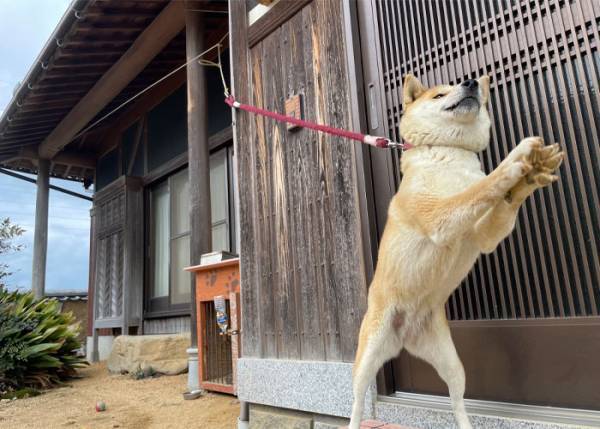 玄関に入ってきた犬の姿に「笑った」「ノリノリすぎる」