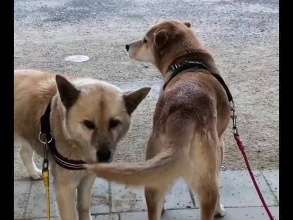 犬による『悪意のない攻撃』　その光景に「ごめん爆笑」「ずっと見ていたい」