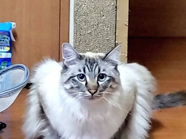 「顔と体のギャップがすごい」「びっくりした」　猫の姿がどう見ても…