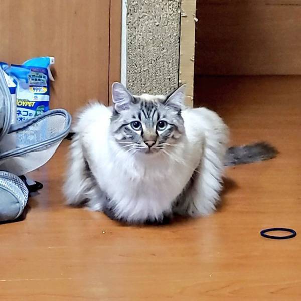 「顔と体のギャップがすごい」「びっくりした」　猫の姿がどう見ても…