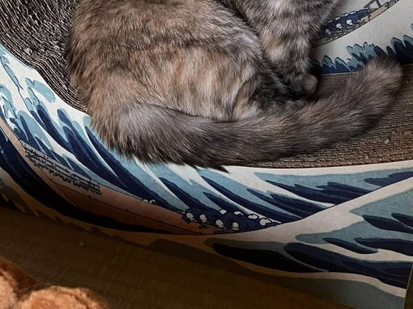 浮世絵を背景に猫が居座ると…　「にゃんこ様だけ写実的！」