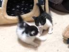子猫の「オラオラ！」　２匹がケンカする姿に「にやにやしちゃう」