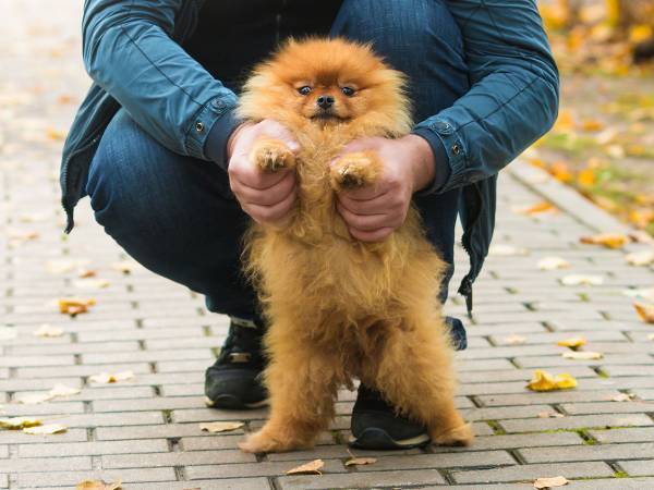 かわいい犬を連れたお兄さん　「かわいいですね」と声をかけた結果？