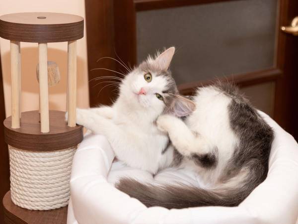 後ろ足で耳を掻いている猫　よく見ると？　「かわいそうだけど笑った」