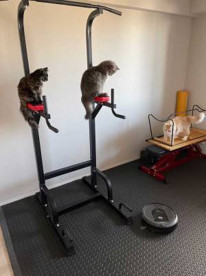 『あるもの』を使用すると一斉に逃げ出す猫たち　その視線の先には…？