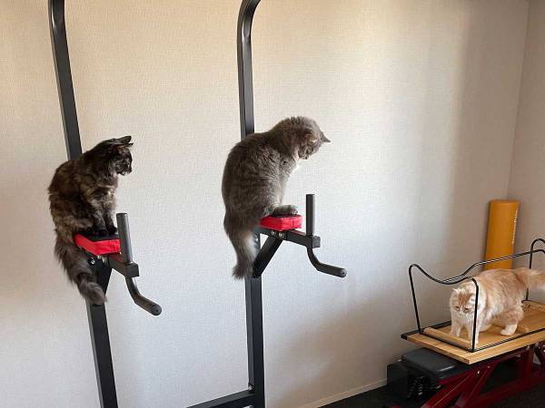 『あるもの』を使用すると一斉に逃げ出す猫たち　その視線の先には…？