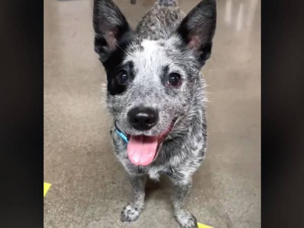 飼い主も大笑い　仲良く遊ぶ２匹の犬　１匹がもらした本音が意外すぎた