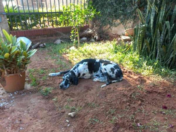 １６万人が涙　旅立った愛犬を庭に埋葬したら、『友達』がやってきて…