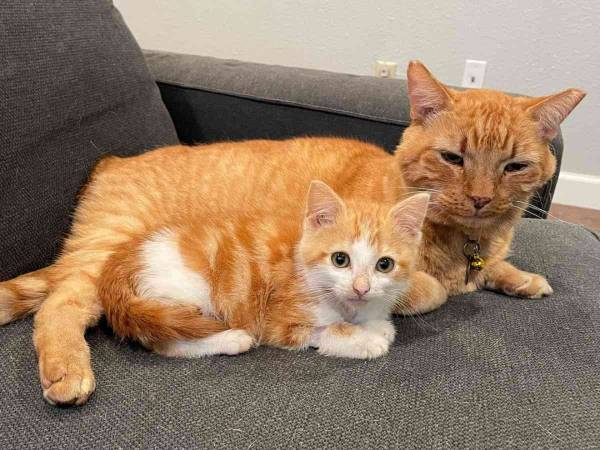 子猫に寄り添う高齢猫　この２匹を見た飼い主が驚いたワケは？