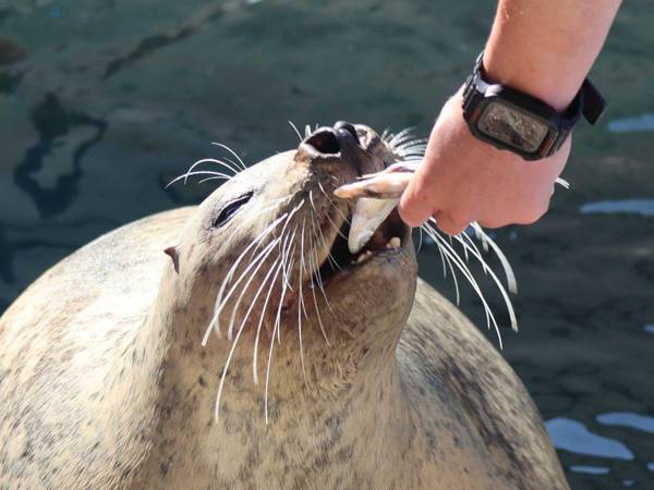 飼育員のお姉さんが好きすぎて…？　１９秒の動画に、９万人が癒される