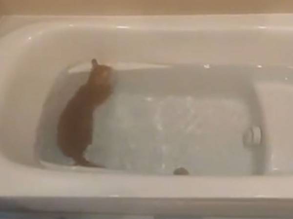 皮膚病を患った猫　治療で入浴をさせていると「もはや猫かどうか怪しい！」