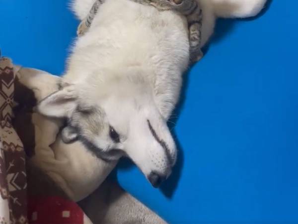 シベリアンハスキーのお腹の上にいるのは…　「抱っこをしているみたい」「幸せそう」