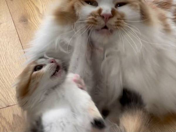 子猫の遊び相手になる先輩猫　その表情に、吹き出す人が続出