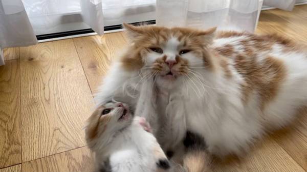 子猫の遊び相手になる先輩猫　その表情に、吹き出す人が続出