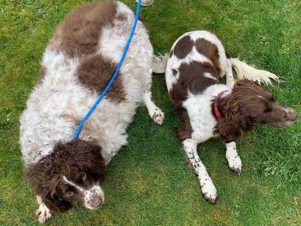 体重が６５kgあった犬がダイエットを始めたら？　半年後の姿にびっくり