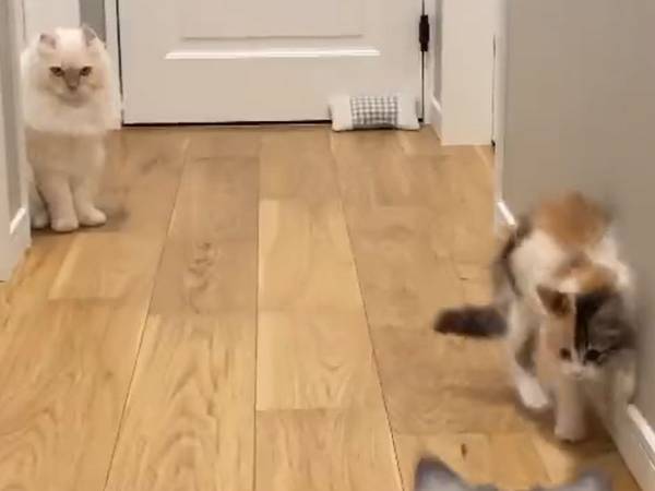 体格差のある２匹の猫が向き合うと…　「お疲れ様ですっ！」