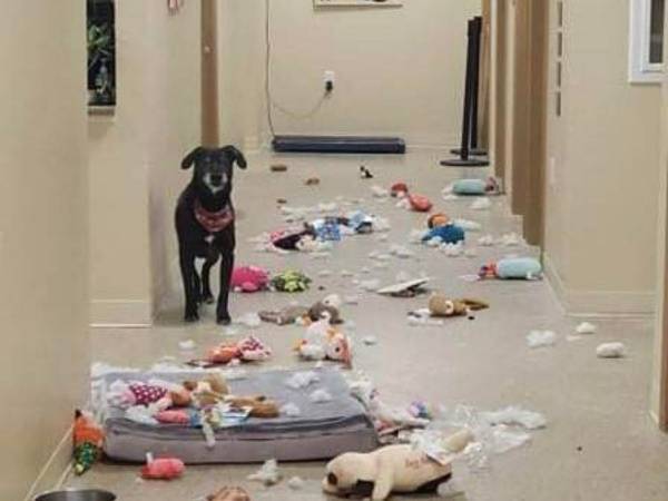 動物保護施設で夜中に『パーティー』を楽しんだ犬に大笑い　「かわいすぎる」