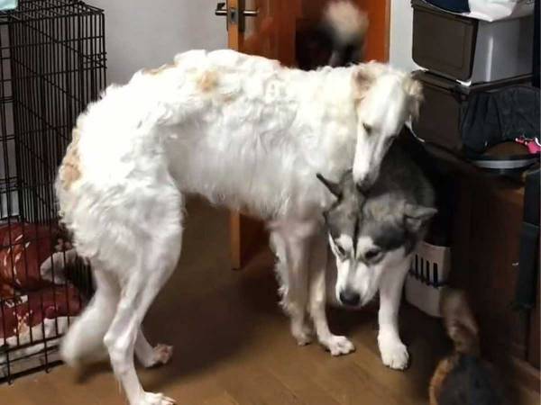 部屋に入りたそうな犬　そこへ１匹のボルゾイが近付いていき…？